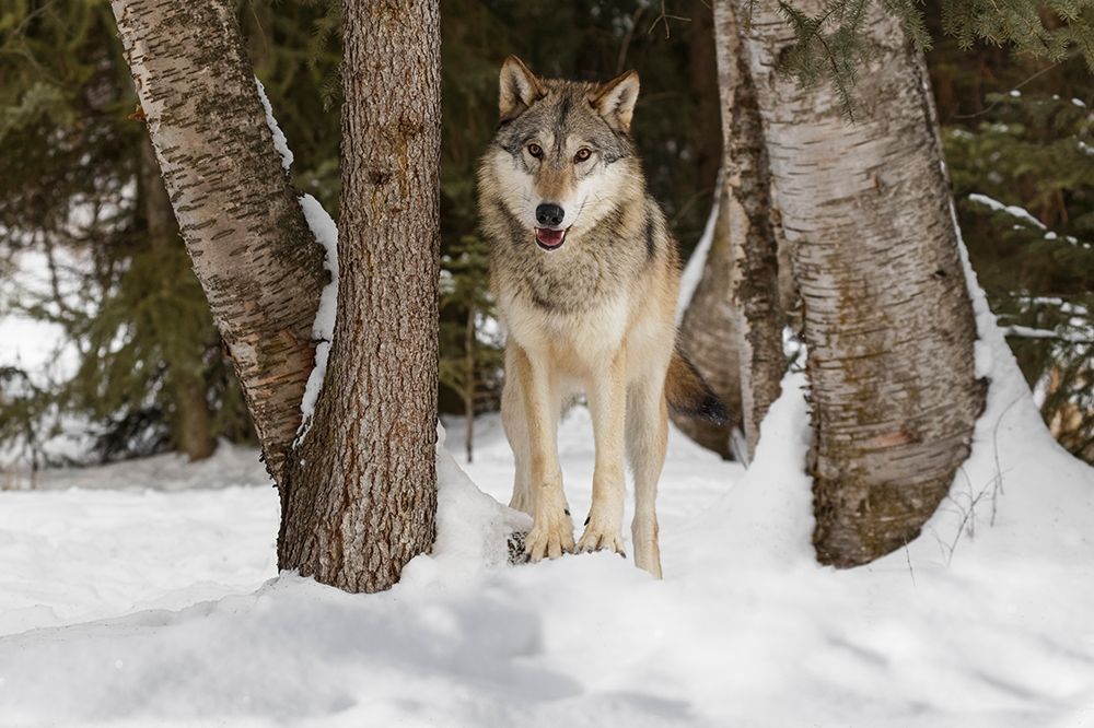 Tundra wolf-Canis lupus albus-in winter-controlled situation-Montana